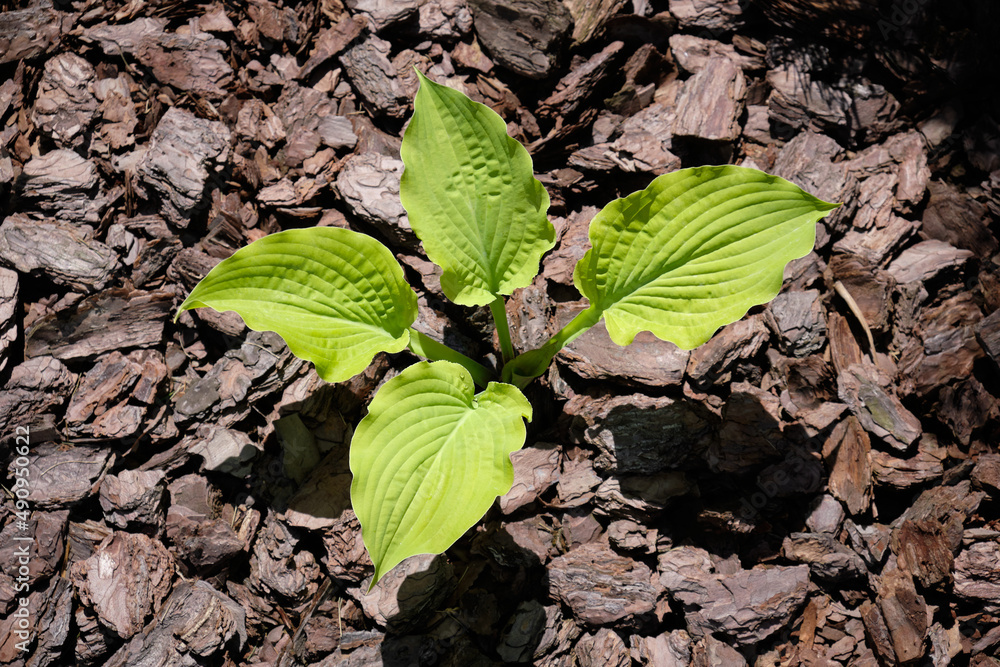 Young hosta plant on pine bark mulch background. Stock Photo | Adobe Stock