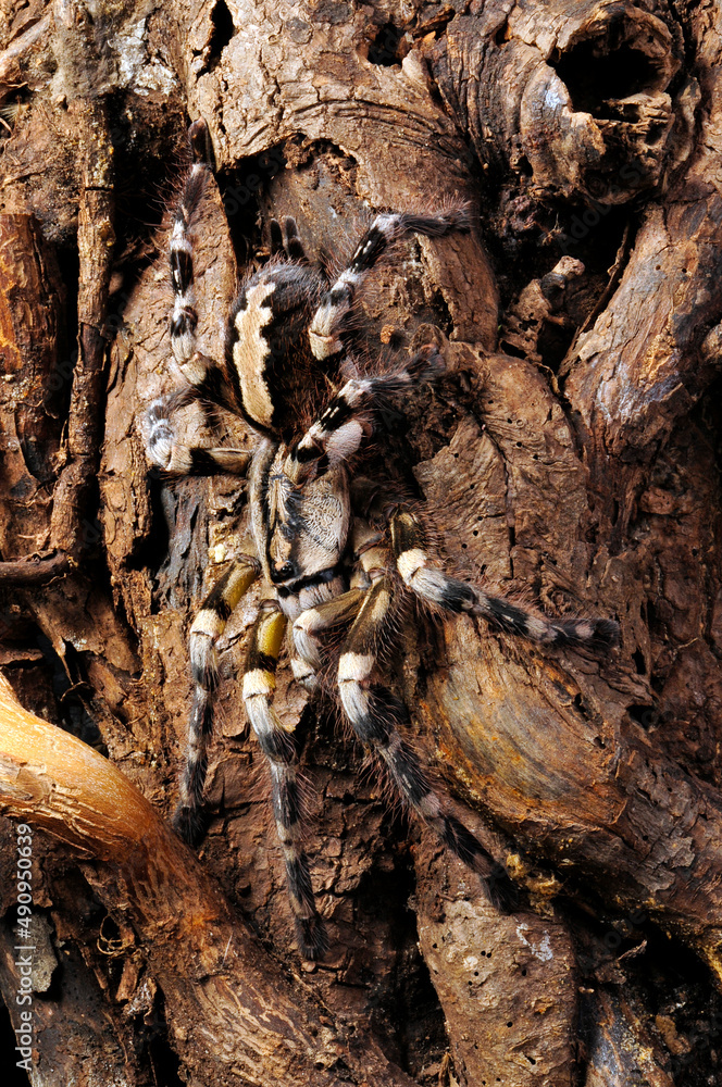 Sri LankaBaumvogelspinne // Sri Lanka ornamental tarantula