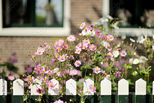 Beautiful japanese anemone (anemone hupehensis) blossoming on sunny summer day. photo