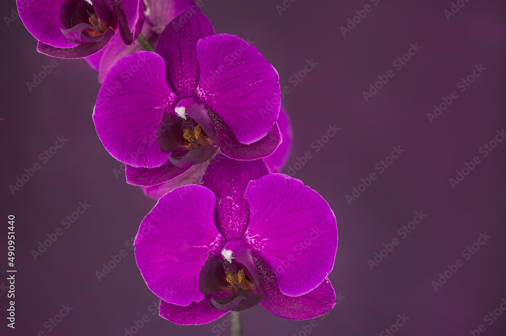 beautiful purple orchids on pink background beautiful purple orchids on pink background