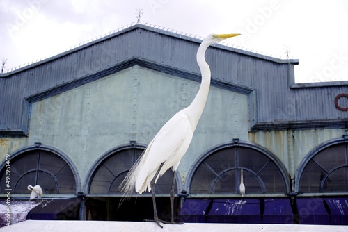 Great Egret (Ardea alba) opposite the famous market, Ver o Peso, in Belém State of Pará. Brazil  photo