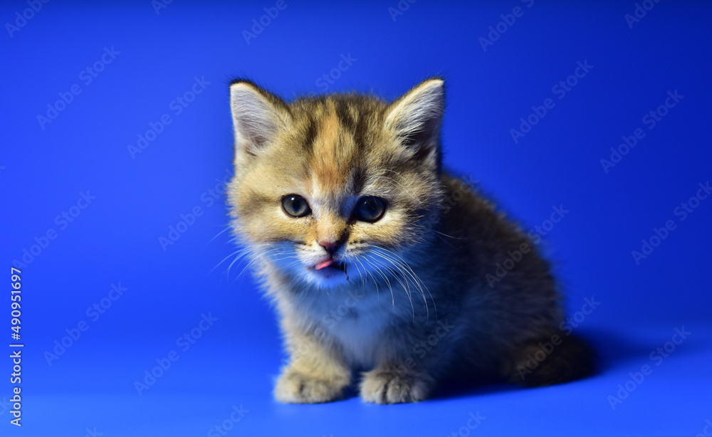 Small kitten of the British chinchilla breed on blue background. Little baby cat lick. Babycat with with open mouth sticking out tongue licks. Family cats and domestic kittens concept