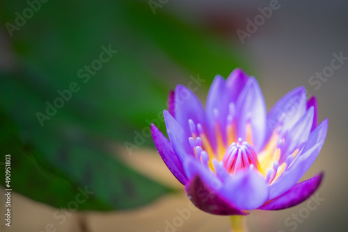 Lotus, fresh color, with yellow stamens of the lotus flower