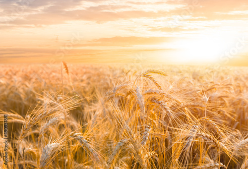 summer golden wheat field at the sunset  summer agricultural scene