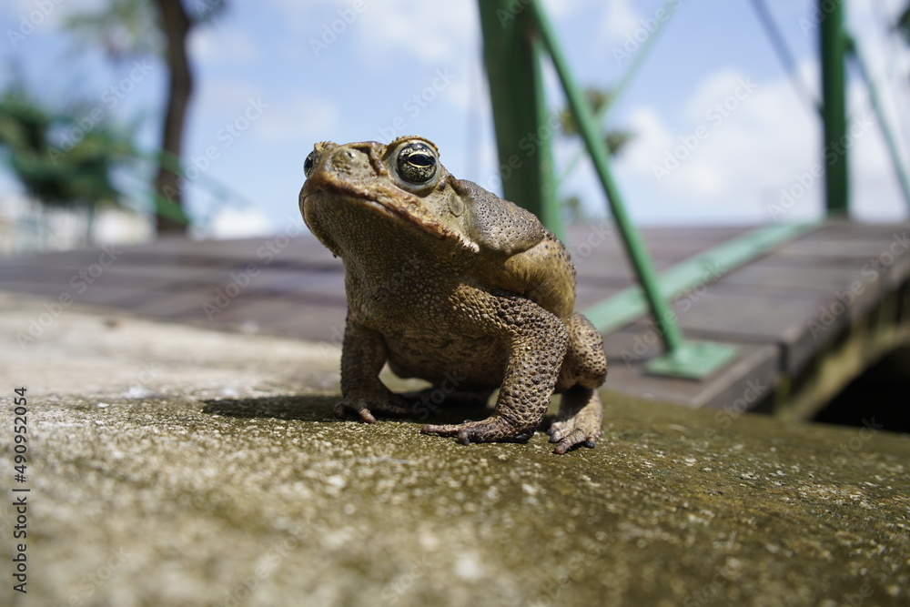 Cane toad (Rhinella marina) bufonidae family trying to cross a road in Belém, State of Pará. Brazil. 