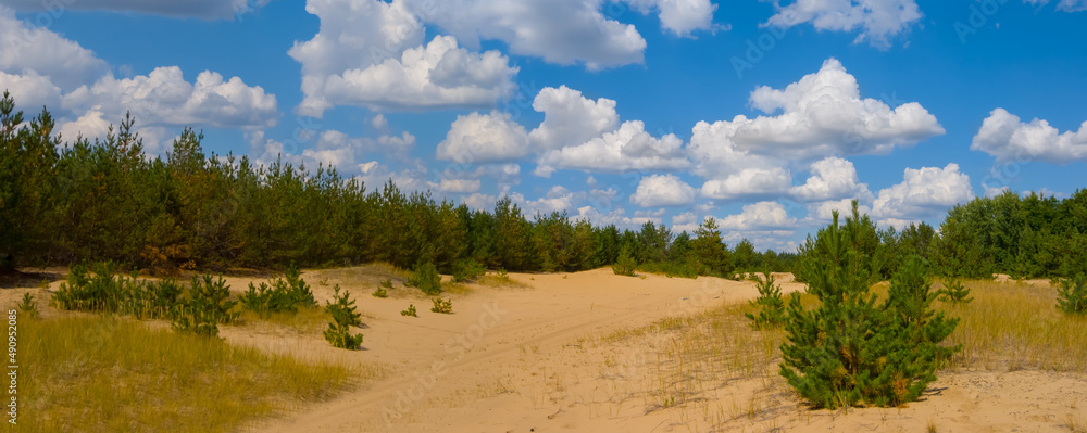 sandy desert with pine forest under cloudy sky