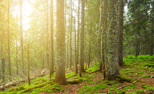 Fototapeta Naklejka Na Ścianę i Meble -  green fir forest on mount slope in light of sun