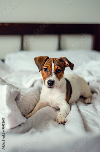 Jack russell terrier puppy is resting in bed with white linen. © Yulia