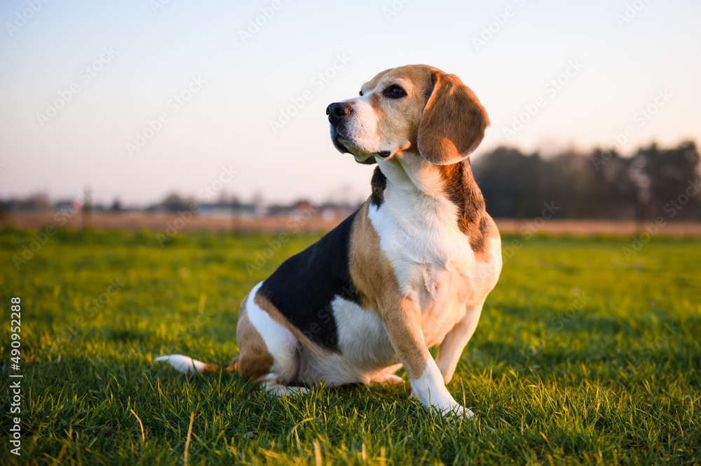 Beagle dog in a grass field at sunset