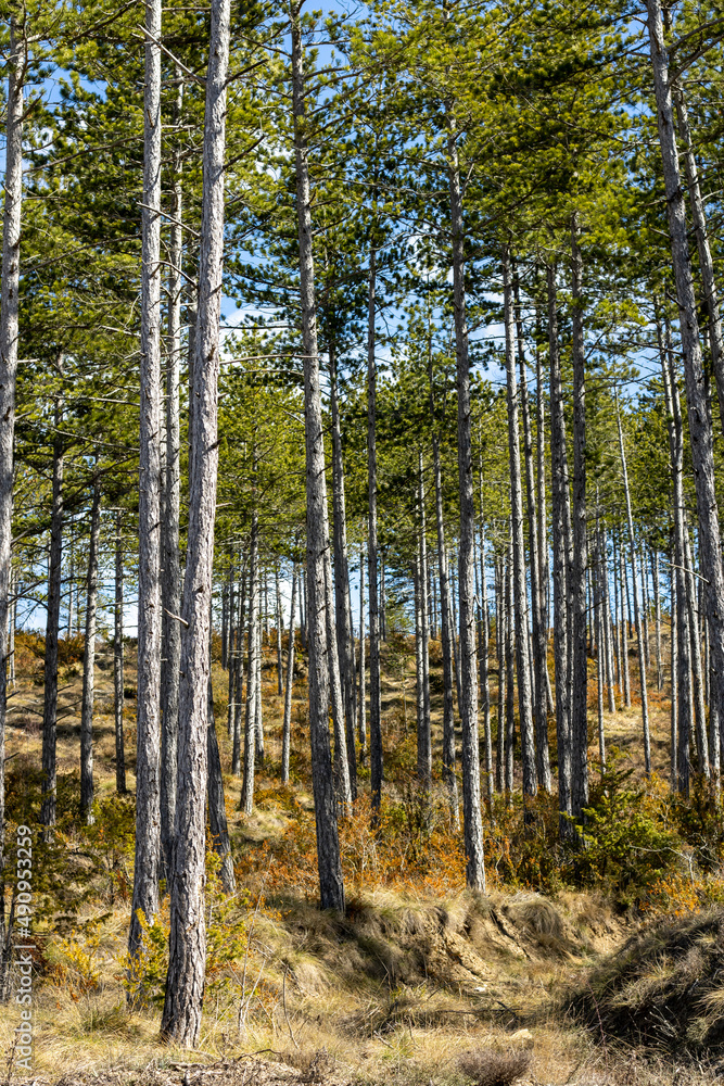 Pine forest in the Pyrenees Pine forest in the Pyrenees