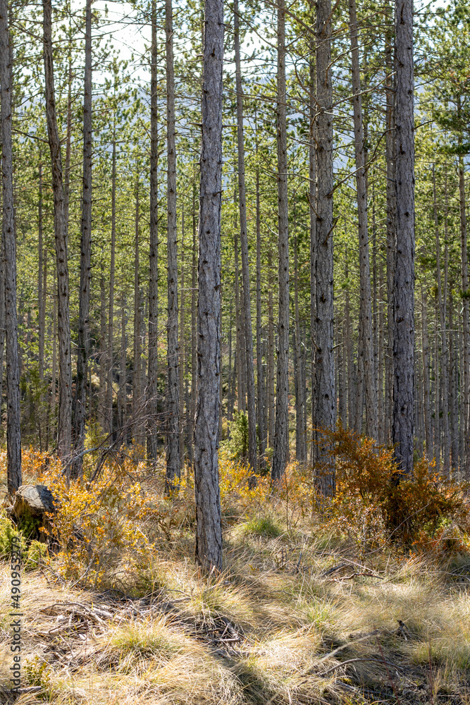 Obraz premium Pine forest in the Pyrenees 