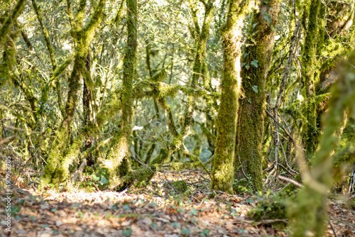 Fototapeta Naklejka Na Ścianę i Meble -  Leafy forest covered with moss