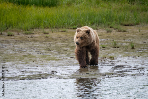 Coastal brown bear (Ursus arctos) in meadows in the lake Clark NP, Alaska