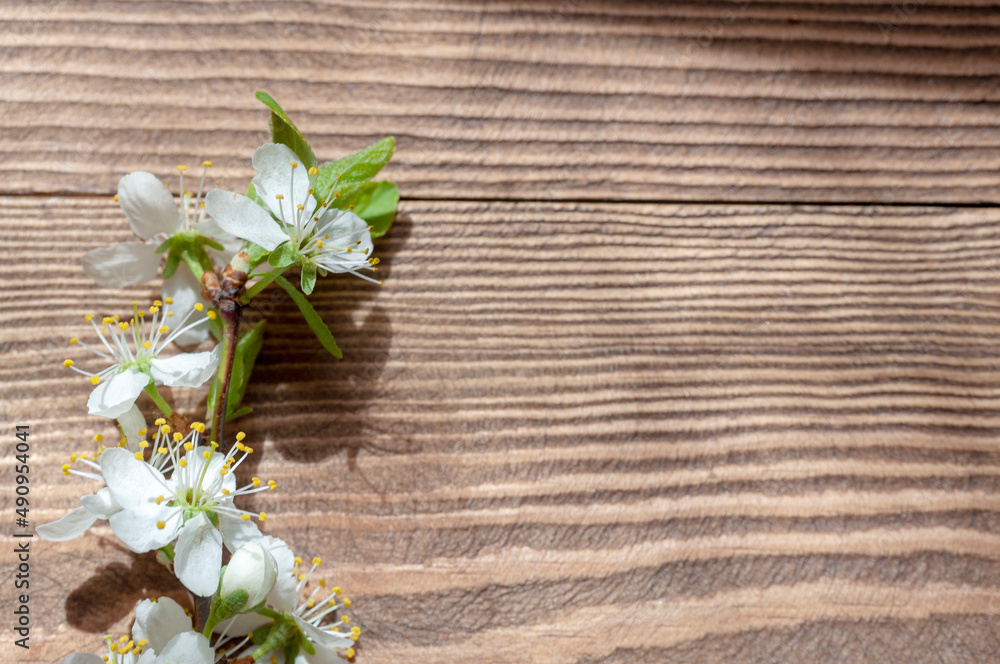 blossoming cherry branch, the concept of beauty and care blossoming cherry branch, the concept of beauty and care