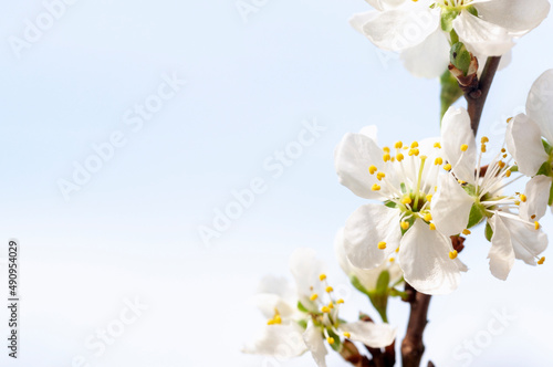 blossoming cherry branch, the concept of beauty and care