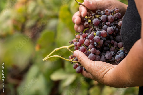 person picking grapes