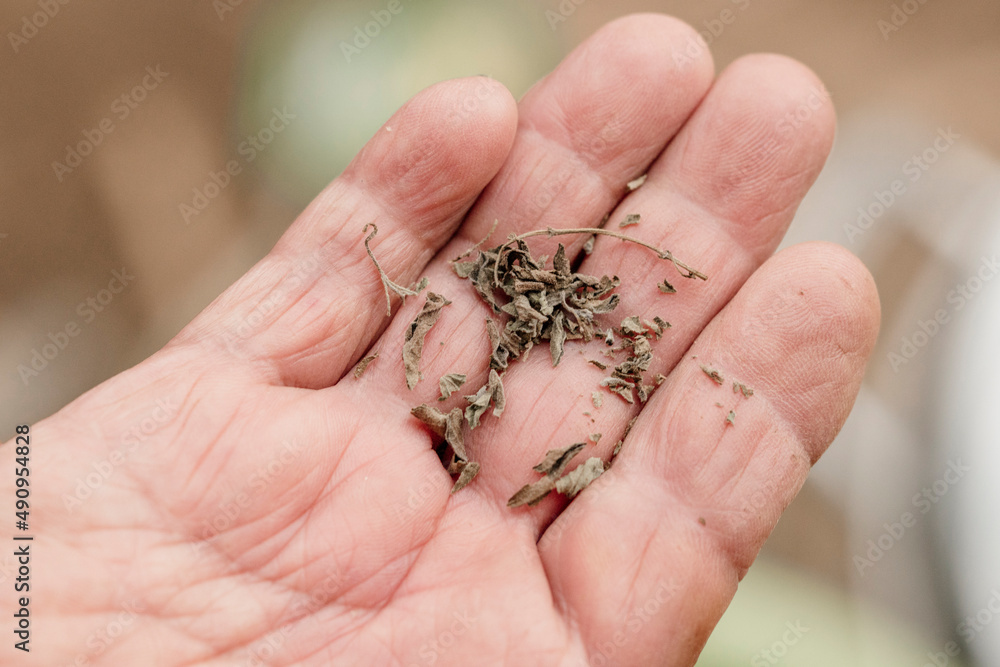 Obraz premium detail photo of man holding wild herbs are his hand