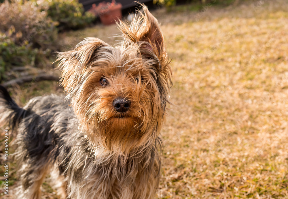 Portrait of Yorkshire Terrier in the garden. Portrait of Yorkshire Terrier in the garden.