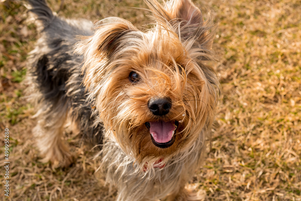 Portrait of Yorkshire Terrier in the garden. Portrait of Yorkshire Terrier in the garden.