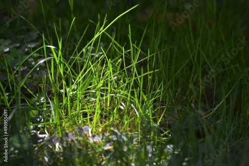 part of the green grass illuminated by the sun