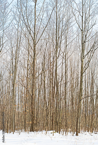 A winter panorama of bare trees in the snow.