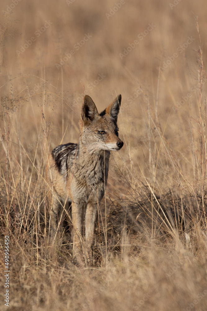 Obraz premium Black Backed Jackal, Kruger National Park