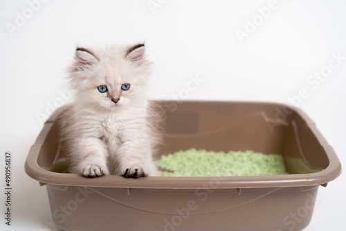 a beautiful white kitten of the British breed is sitting in the cat's toilet, teaching the kitten to the toilet