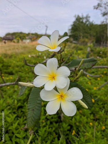 kamboja flower (Plumeria obtusa) in the morning photo