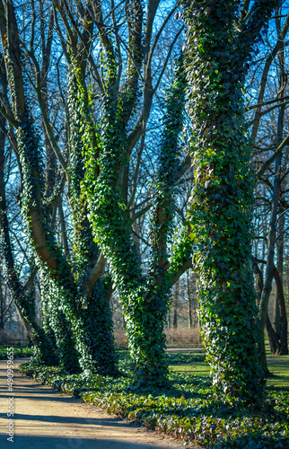 Bluszcz na drzewach w parku zima
