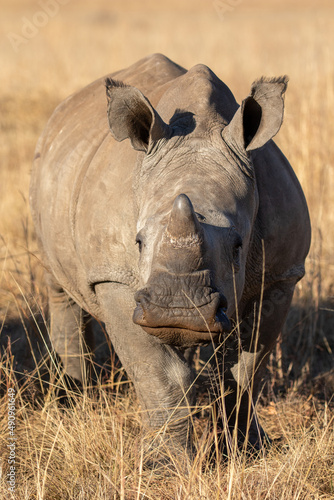 White Rhino Calf  South Africa