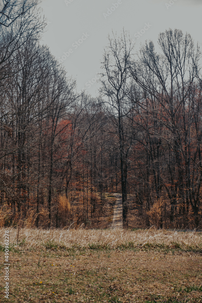 Obraz premium a road in a forest