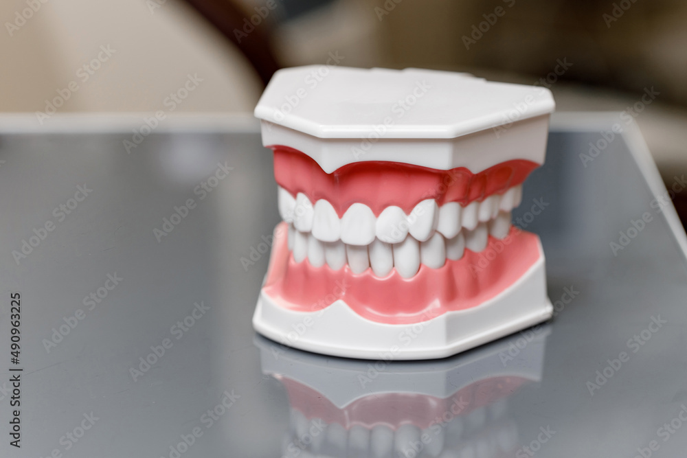 Close-up of a mock-up of a human jaw. A textbook for children and students. Close-up of a mock-up of a human jaw. A textbook for children and students.