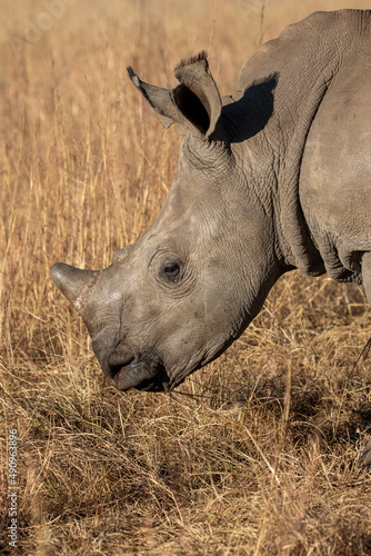White Rhino Calf  South Africa