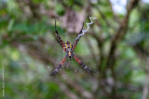 Wallpaper Mural Spider Torontodigital.ca