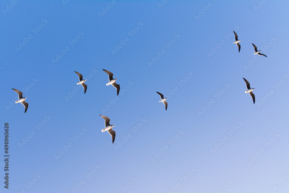 seagull flying high on the wind. flying gull. Seagull flying on beautiful clear blue sky