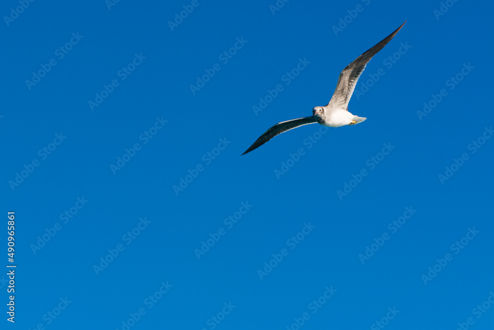 seagull flying high on the wind. flying gull. Seagull flying on beautiful clear blue sky seagull flying high on the wind. flying gull. Seagull flying on beautiful clear blue sky