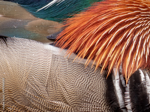 The feathers of a mandarin duck
