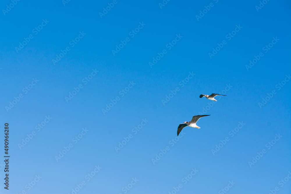 seagull flying high on the wind. flying gull. Seagull flying on beautiful clear blue sky