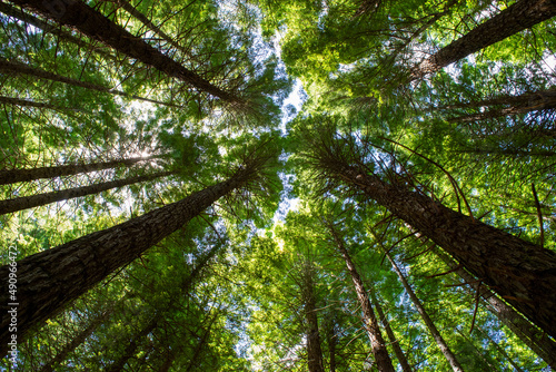 Rotorua Redwoods – Whakarewarewa Forest