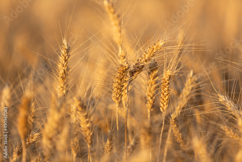 Ripening ears of yellow wheat field on the sunset in Ukraine. Rural landscape, reach harvest concept