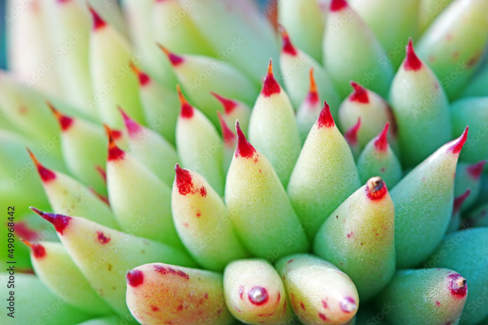 Close up of succulent plants in a greenhouse, North China Close up of succulent plants in a greenhouse, North China