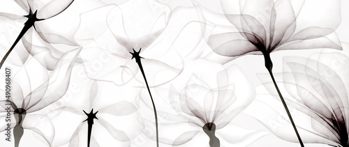 Fototapeta Naklejka Na Ścianę i Meble -  Luxury black and white art background with transparent flowers. Botanical flower banner under x-ray for web design, packaging, design, decor, wallpaper