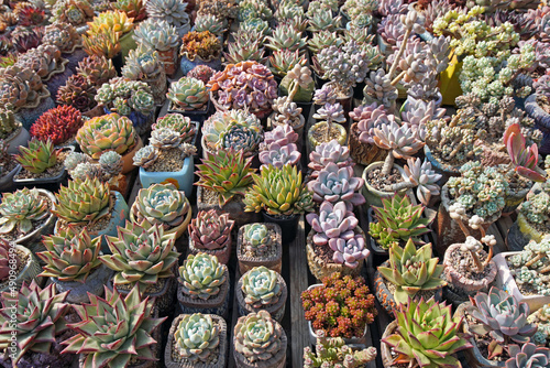 Close up of succulent plants in a greenhouse  North China
