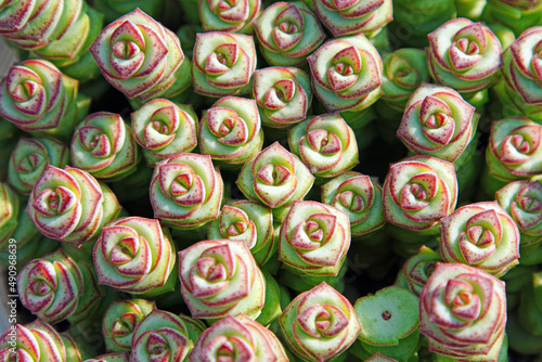 Close up of succulent plants in a greenhouse, North China