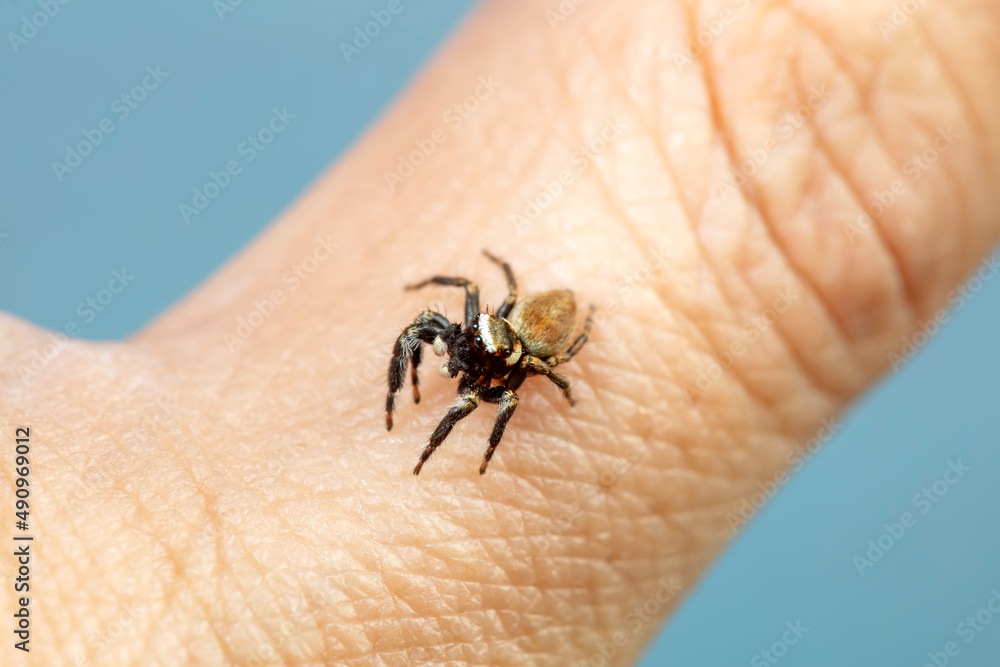 Jumping spider on human nail Jumping spider on human nail