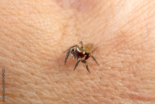 Jumping spider on human skin, North China