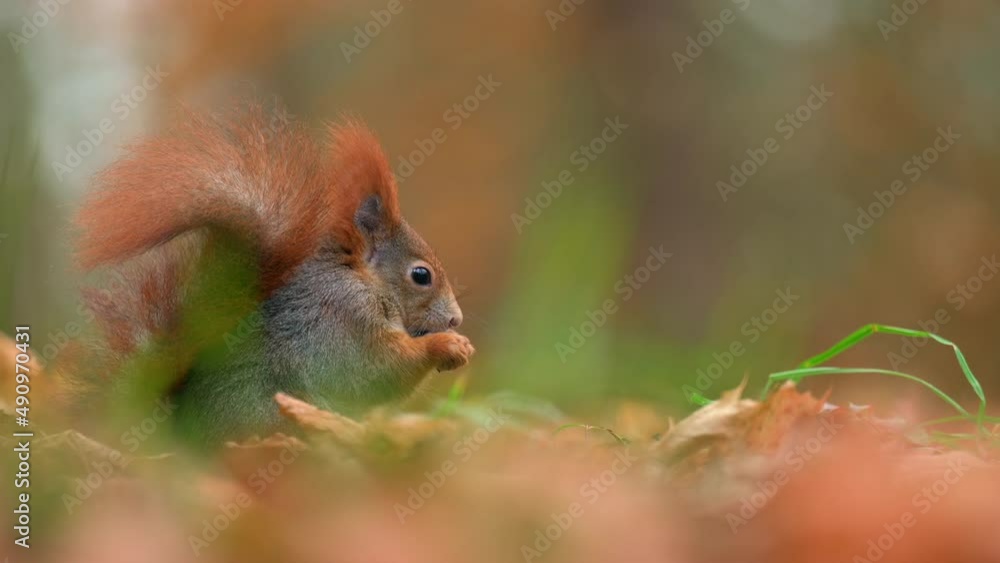 Cute squirrel feeding on the ground in autumn park. Cute squirrel feeding on the ground in autumn park.