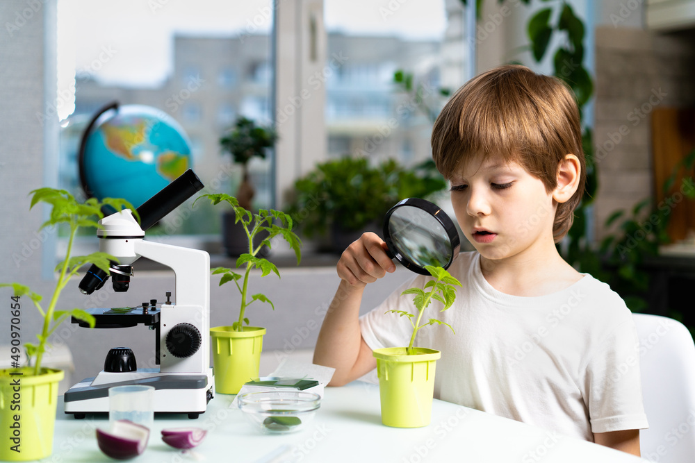 Little boy studies under the microscope plants, enthusiastically looks