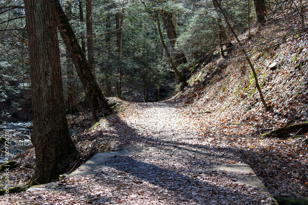 Path in the Forest