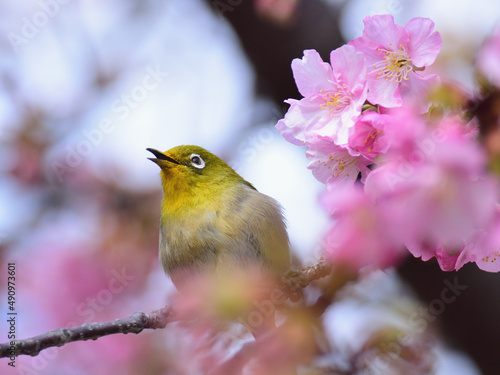 A white eye singing on kawazu cherry blossoms